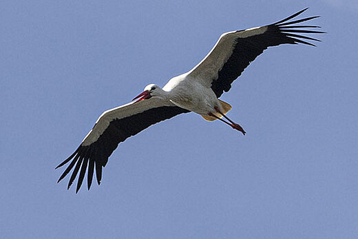 Cigogne adulte en vol.