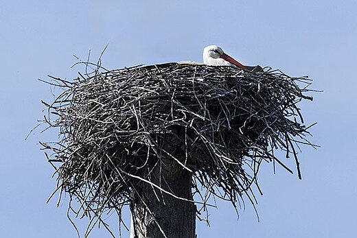 Le nid de cigogne, occup&eacute; par un sp&eacute;cimen adulte.