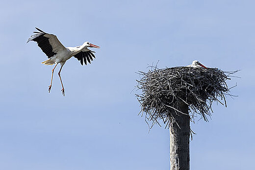 Cigogne adulte en vol &agrave; l'approche du nid.