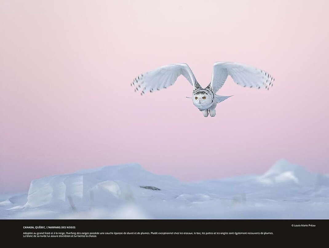 Extrait de l'exposition Adaptation : r&egrave;gne animal, entre glace et feu.