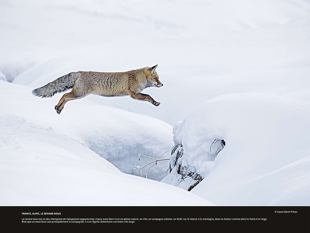 Extrait de l'exposition Adaptation&nbsp;: r&egrave;gne animal, entre glace et feu.