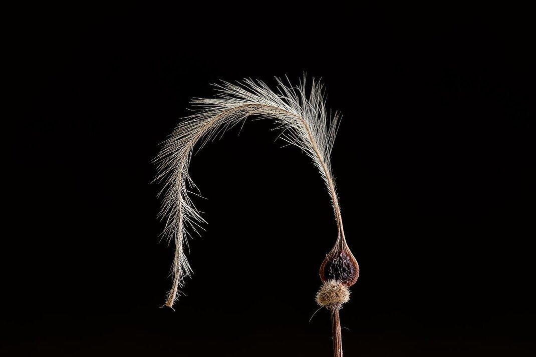 Extrait de l'exposition Graines de beaut&eacute;. 