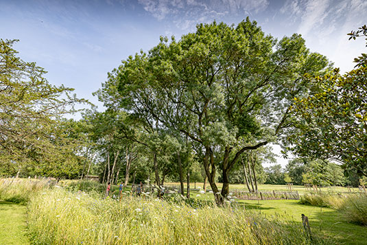 Paysage arboré.