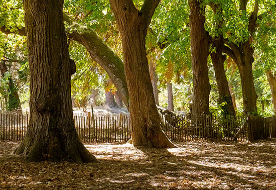 Alignements d'arbres avec un tapis de feuilles &agrave; leur pied.
