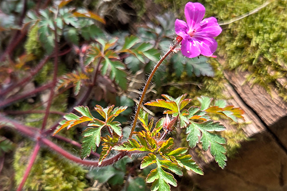 Exemple de photo pour le D&eacute;fi nature urbaine