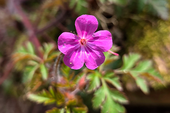 Exemple de photo pour le D&eacute;fi nature urbaine