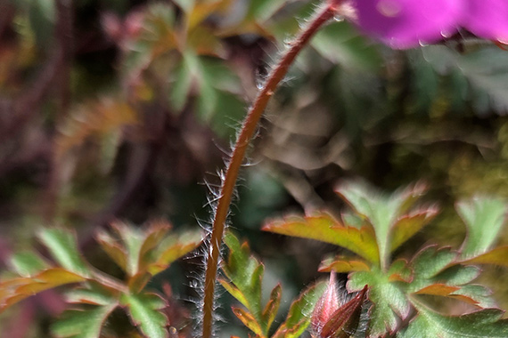 Exemple de photo pour le D&eacute;fi nature urbaine