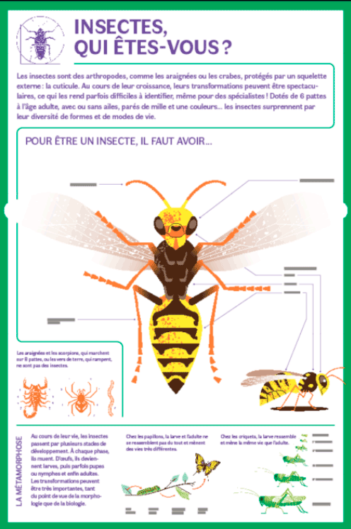 Extrait de l'exposition Les insectes au secours de la plan&egrave;te.