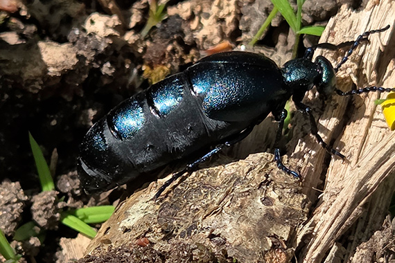 Exemple de photo pour le D&eacute;fi nature urbaine
