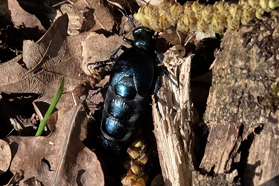 Exemple de photo pour le D&eacute;fi nature urbaine