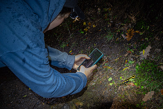 Observation d'une salamandre au parc Saint-Nicolas à Angers.