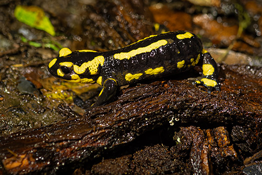 Salamandre tachetée