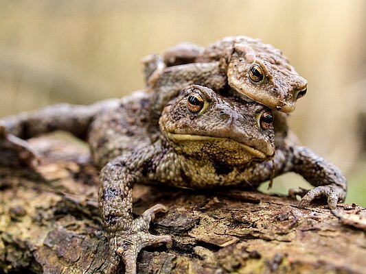 La nuit des Amphibiens