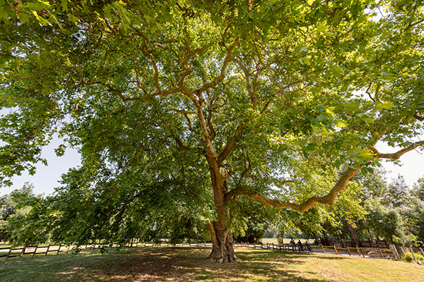 Nouvelle session d'identification des arbres remarquables