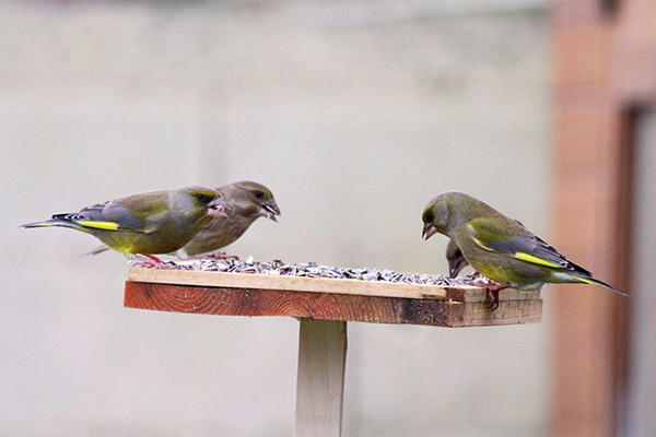 Atelier Birdlab - Sciences participatives