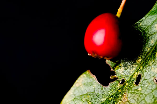 Herbier photographique au smartphone